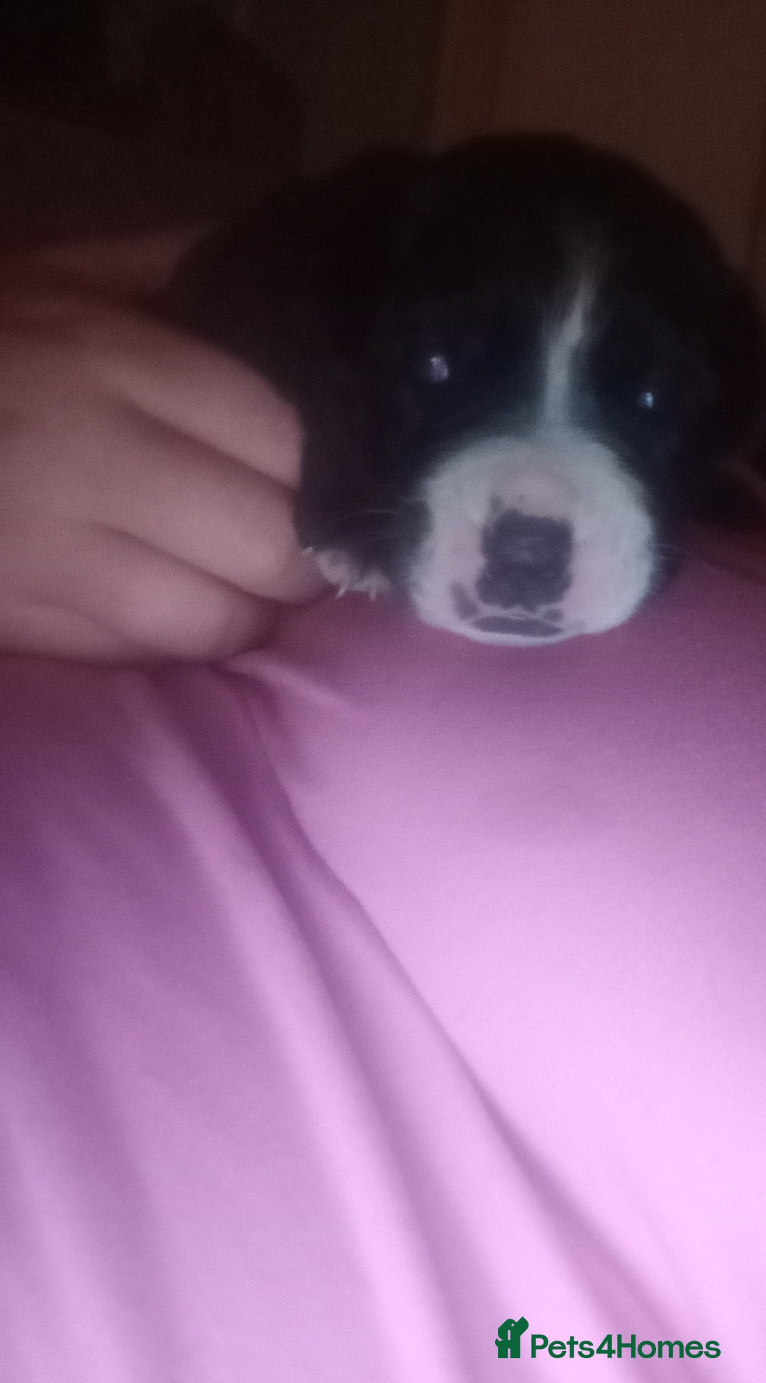 Mixed Breed dogs for sale: Canecorso mixed with American bulldog puppies - Advert 2