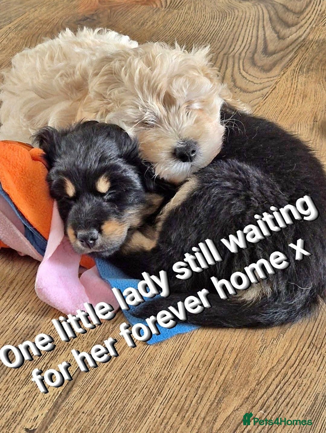 Mixed Breed dogs cute girl cockapomapoo puppy one left - Advert 15