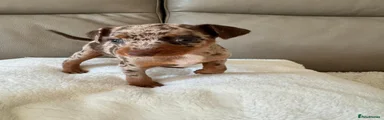 Miniature Pinscher Harlequin female