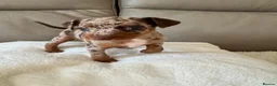 Miniature Pinscher dogs for sale: RARE super tiny mini pin puppies in London - Advert 5