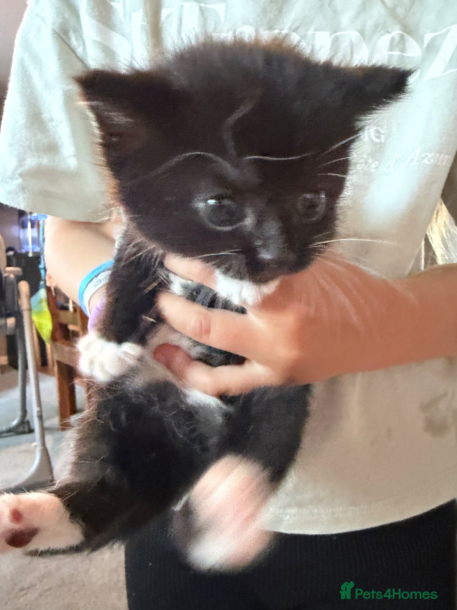 Mixed Breed cats Beautiful black and white kittens  - Advert 14