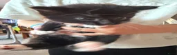 Mixed Breed cats for sale: Beautiful black and white kittens  in Bristol - Advert 12