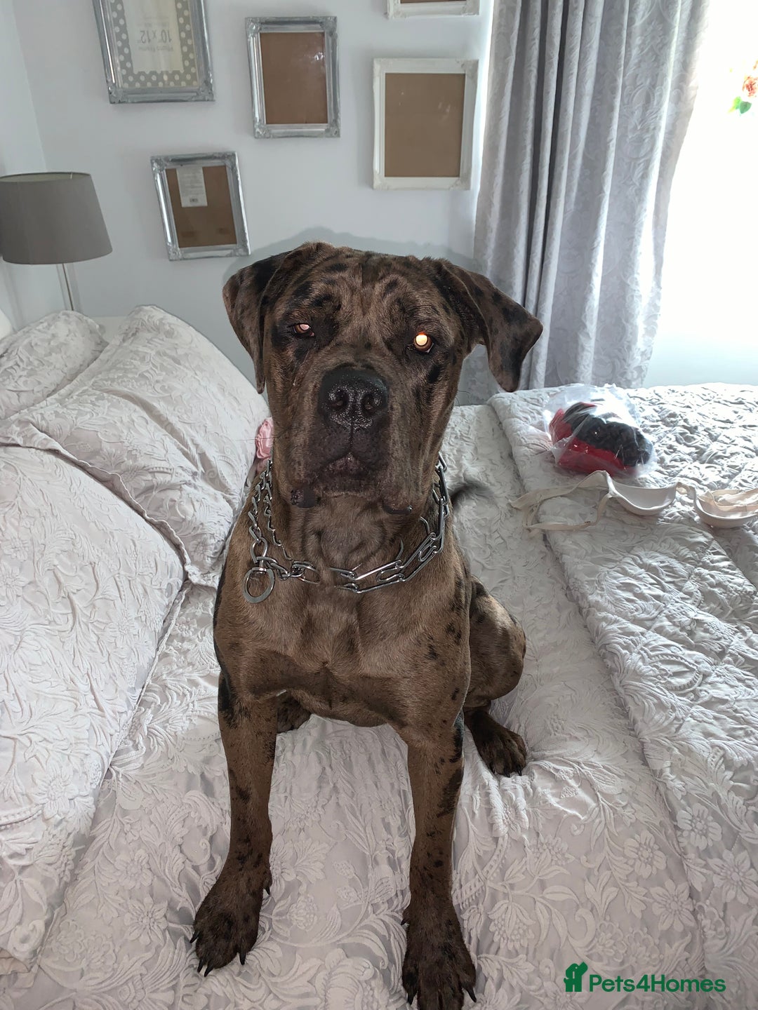 Cane Corso dogs for sale: Cane corso - Advert 5