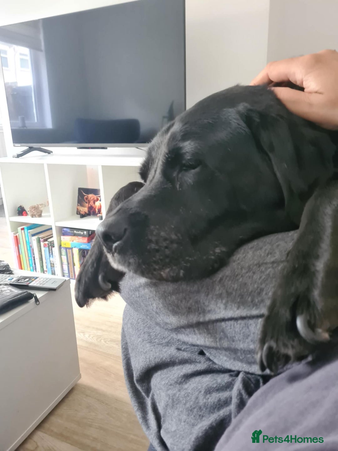 Labrador Retriever dogs for sale: 7 Year Old Black Male Labrador  - Image 3