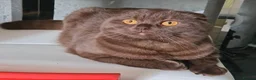 Scottish Fold cats for stud: Chocolate FOLD male for STUD  - Advert 4
