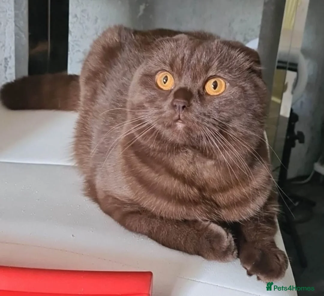 Scottish Fold cats for stud: Chocolate FOLD male for STUD  - Advert 4