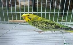 Budgerigars birds for sale: Double split budgies  - Image 3