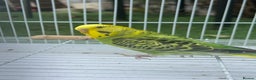 Budgerigars birds for sale: Double split budgies available split of bw/bf - Advert 4