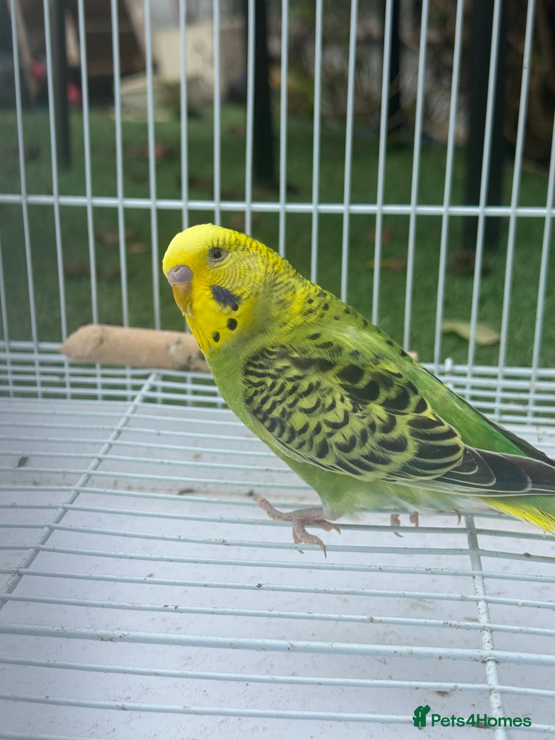 Budgerigars birds for sale: Double split budgies  - Image 3