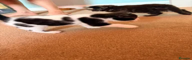 Mixed Breed 1