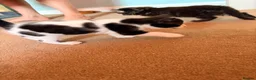 Mixed Breed cats for sale: Kittens for sale  - Advert 10