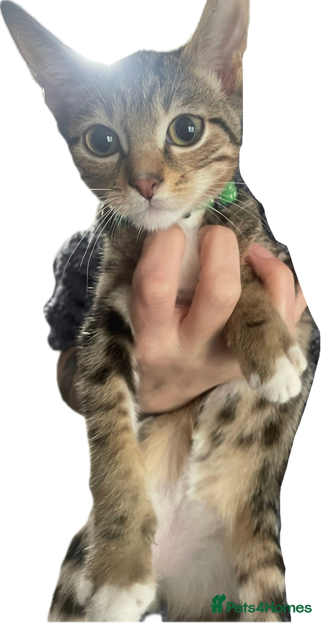 Bengal cats for sale: 🌟 Stunning Male Bengal Kittens – 3 Months Old 🌟 - Image 2