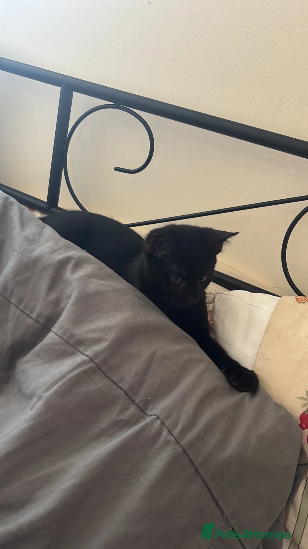 Bombay cats for sale: Two cats males 19 weeks £50 FOR BOTH TOGETHE in Eastbourne - Advert 3