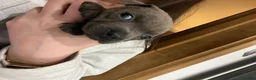 Staffordshire Bull Terrier dogs for sale: Blue Staffordshire bull terrier  - Advert 7