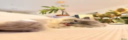 Ragdoll cats for sale: Retired Ragdoll Queen Looking for Her Forever Home - Advert 4