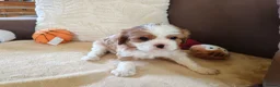 Cavalier King Charles Spaniel dogs for sale: Kc Beautiful puppies for sale. - Advert 9