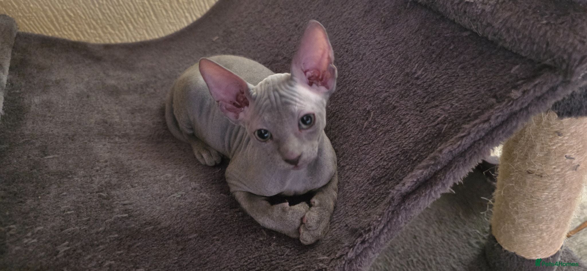 Sphynx cats Sphynx Elf & Peterbald Kittens - Advert 3