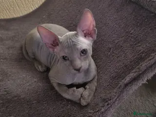 Sphynx cats Sphynx Elf & Peterbald Kittens - Advert 3