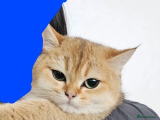 British Shorthair cats X Mass Give away. GCCF Avtive Golden B12 NY - Advert 2