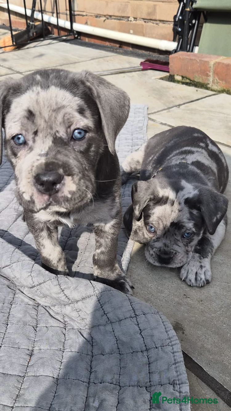 Mixed Breed dogs Beautiful cane corso  - Advert 2