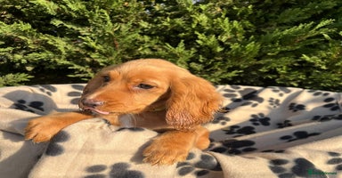 Cocker Spaniel dogs - Advert 2