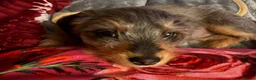 Doxiepoo dogs for sale: Beautiful Doxiepoo Puppy Looking for a Loving Home - Advert 2