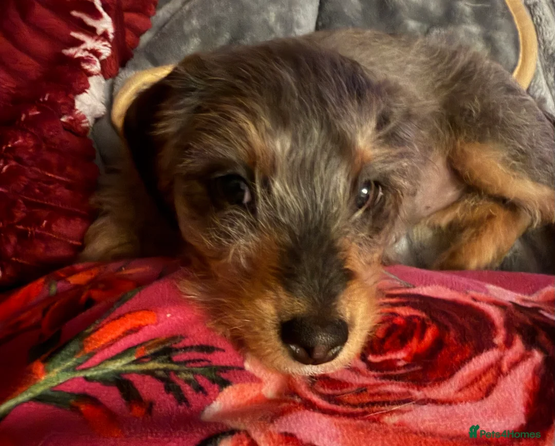 Doxiepoo dogs for sale: Beautiful Doxiepoo Puppy Looking for a Loving Home - Advert 2