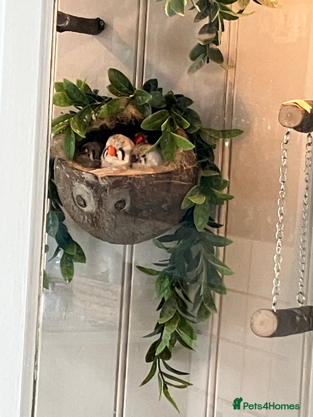 Finches birds for sale: Zebra finch - Image 3