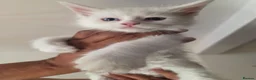 Maine Coon cats for sale: Maine Coon Kittens For Sale  - Advert 17