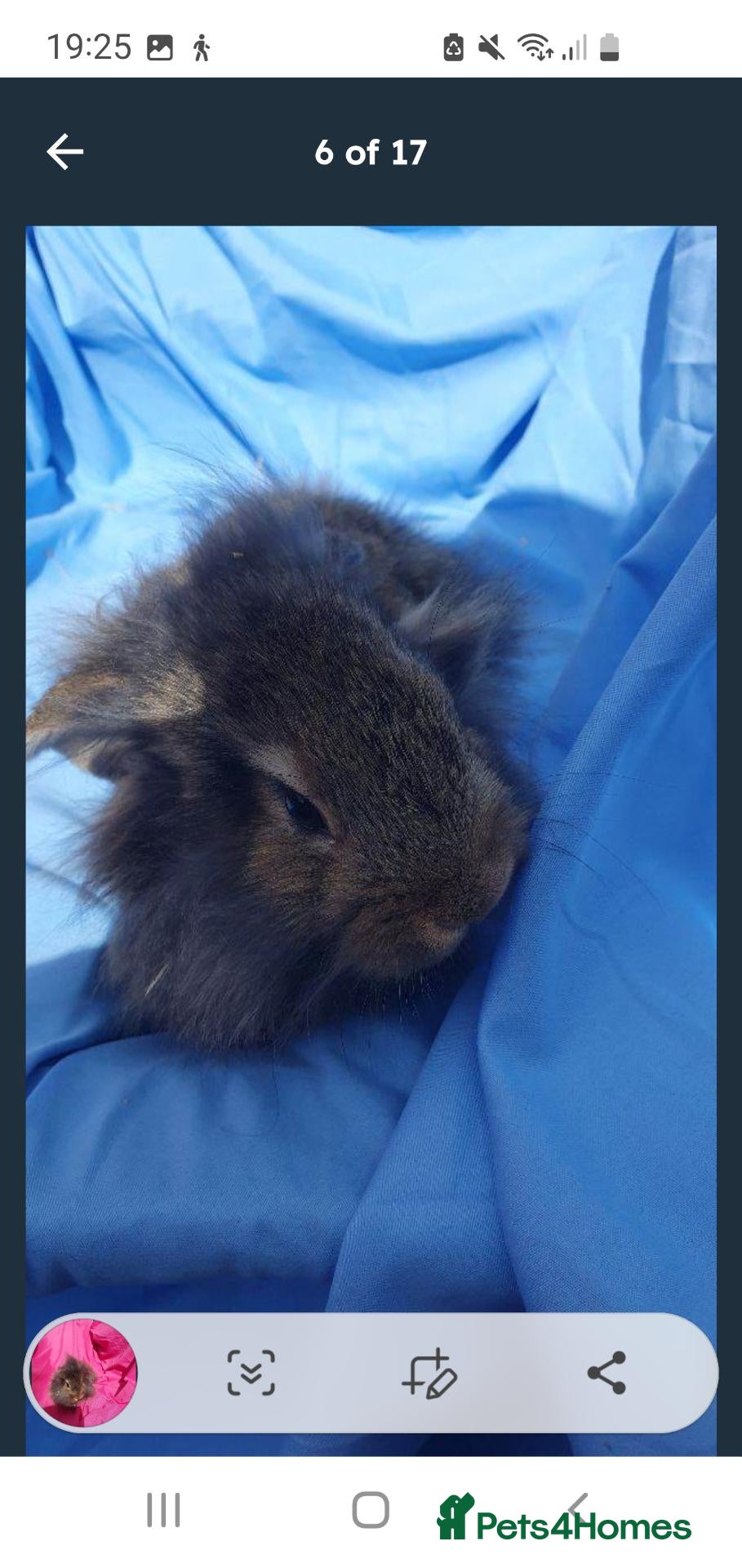 Lionhead rabbits Mini lop lionhead  - Advert 2
