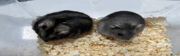 Hamster rodents for sale: Baby Winter White Russians from our show stock - Advert 5