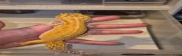 Leopard Gecko reptiles for sale: Male and female Leopard Gecko Red Diamond morph - Advert 3