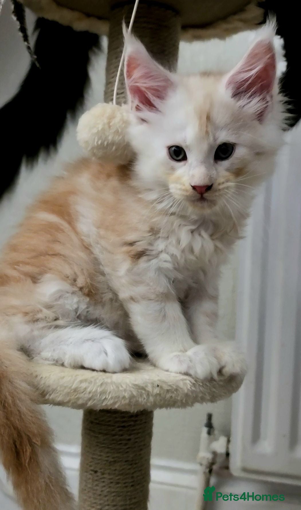 Maine Coon cats Mainecoon kitten's. Available for Reservation - Advert 2
