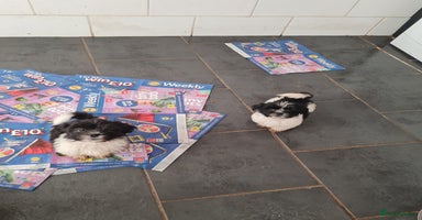 Mixed Breed dogs - Advert 2