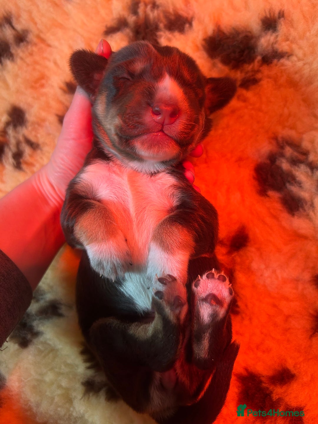 Mixed Breed dogs for sale: Australian Kelpie/Cocker Spaniel Puppies  - Advert 8