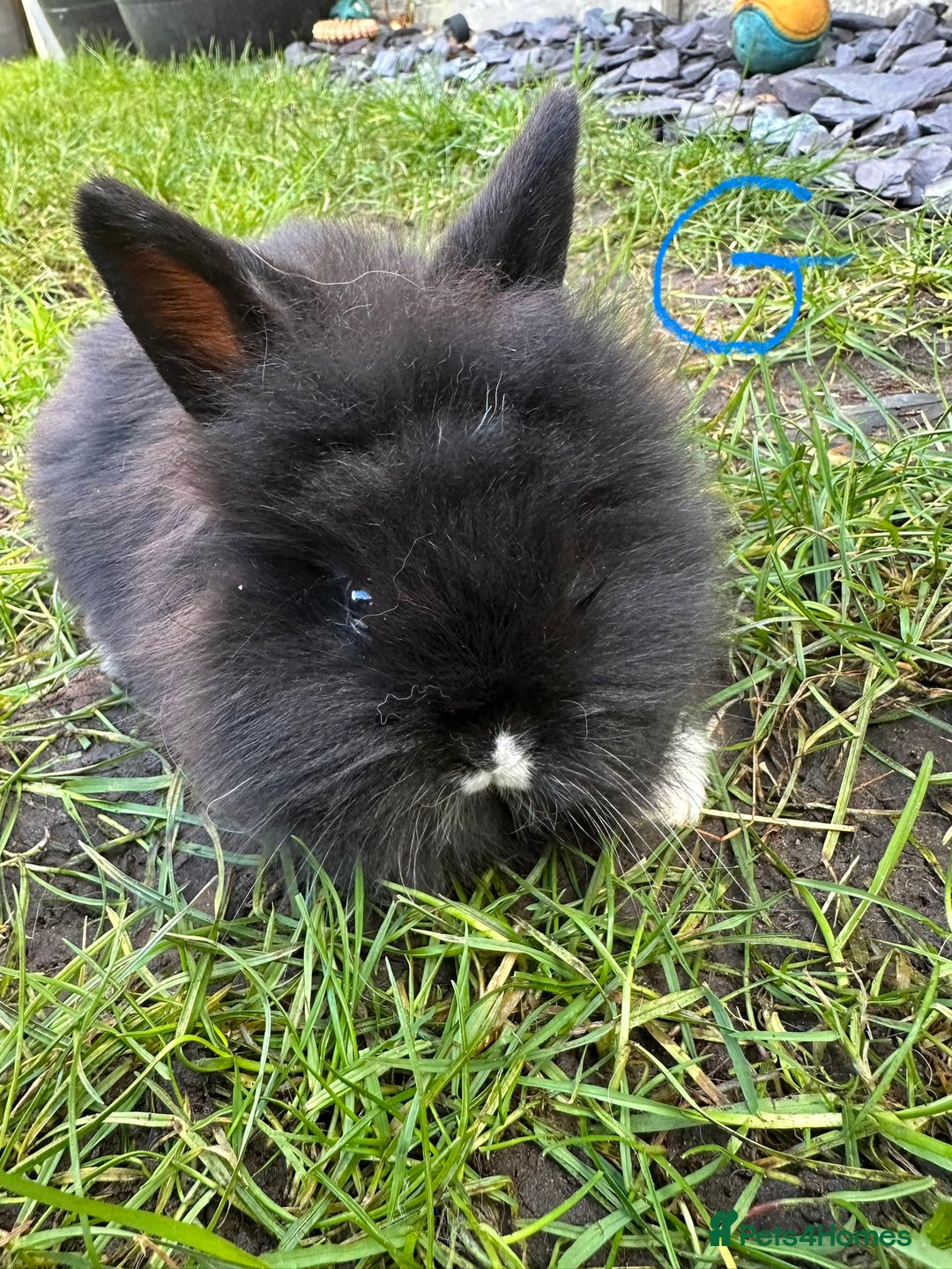 Lionhead rabbits for sale: Lionhead Rsbbits for sale  - Advert 7