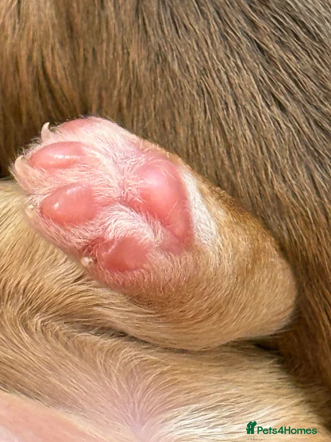 Cockapoo dogs for sale: Stunning & Unique F1B Cockapoos  in Alton - Advert 2