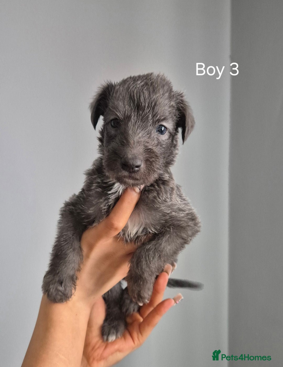 Bedlington Terrier dogs for sale: Beddlington Terrier x Whippet  - Image 6