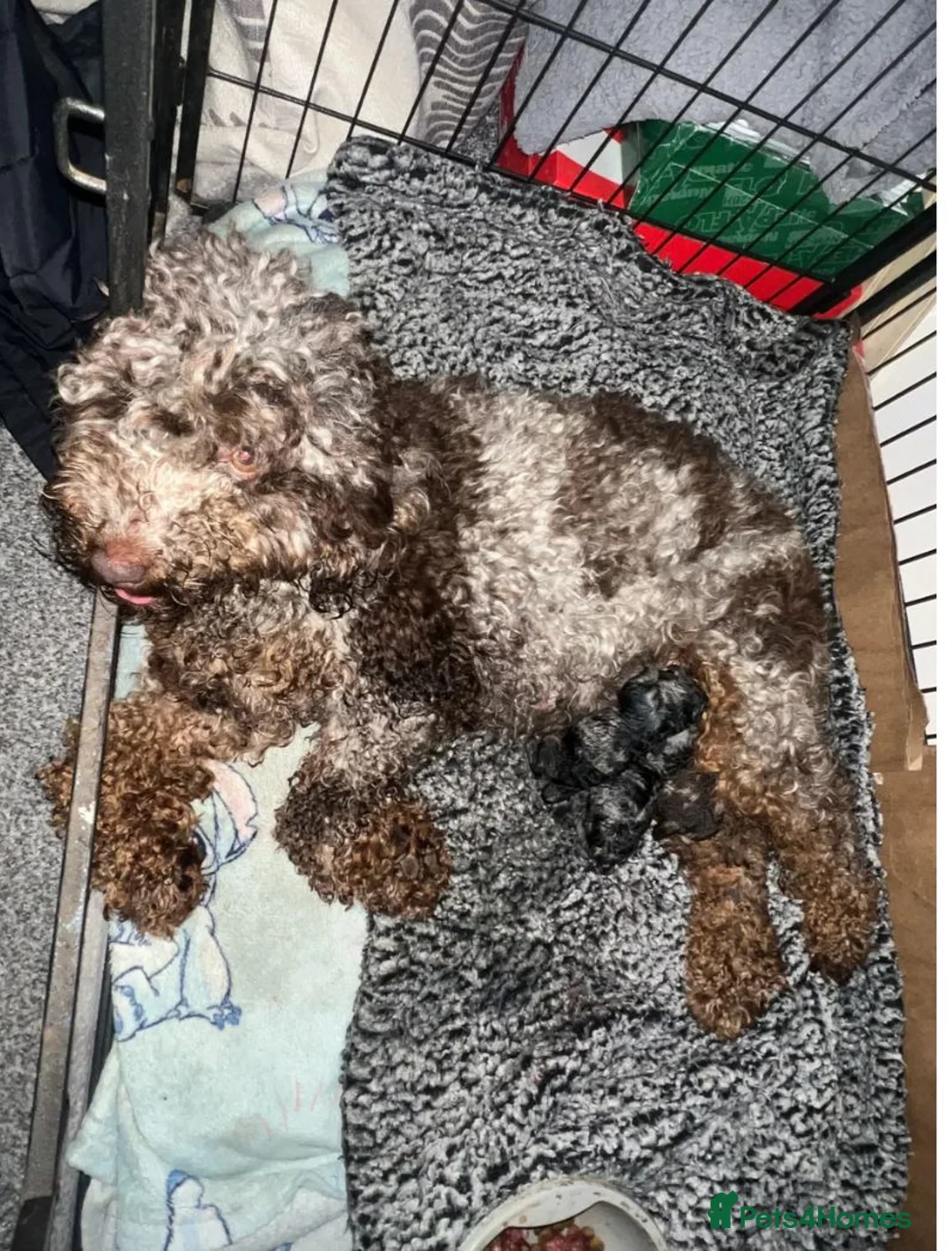 Cockapoo dogs for sale: *✨Outstanding Merle teddy cockapoos*✨ dont miss! in Birmingham - Advert 1