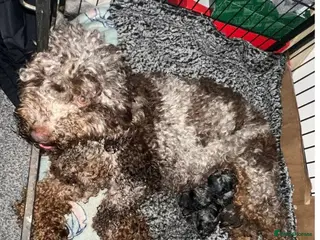 Cockapoo dogs *✨Outstanding Merle teddy cockapoos*✨ dont miss! - Advert 3