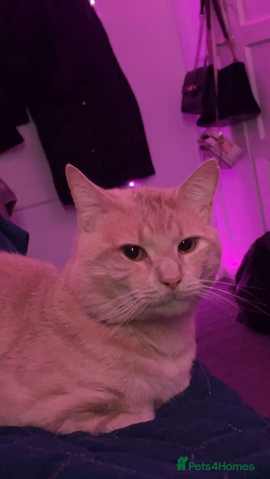 Mixed Breed cats for sale: Simba - Advert 3