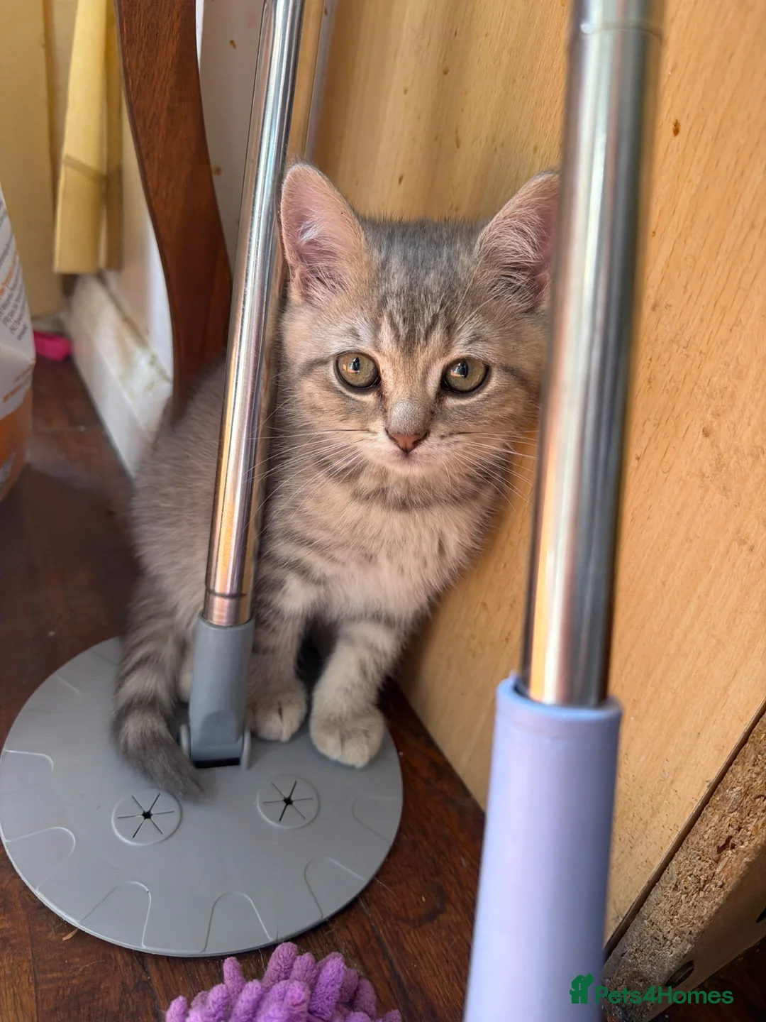 Scottish Fold cats for sale: 4 pure breed scottish fold (need urgent homes) - Advert 2