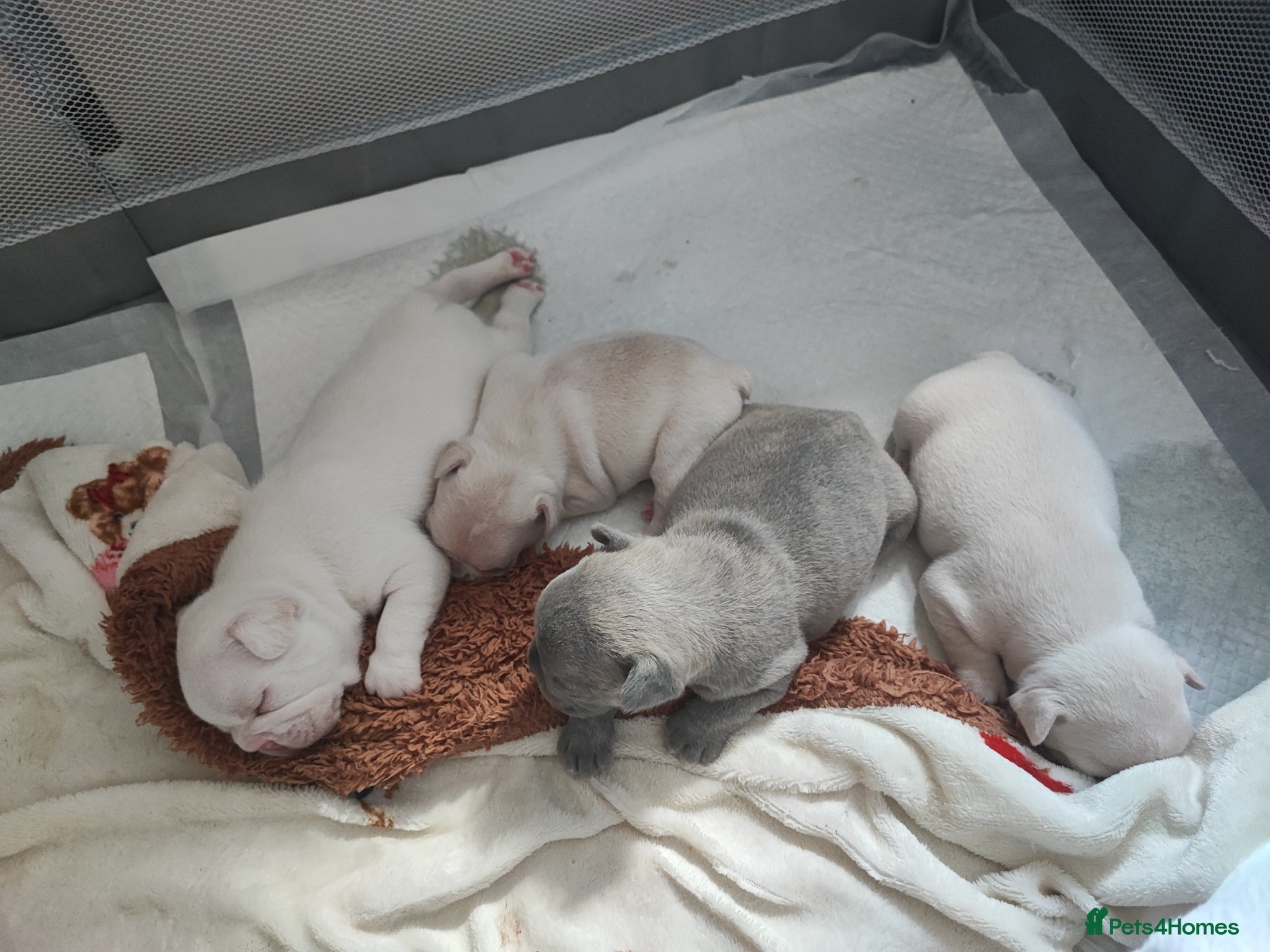 French Bulldog dogs for sale: french bulldog puppies in Nottingham - Advert 8