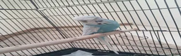 Budgerigars birds for sale: Beautiful Budgie with cage  in Ashbourne - Advert 4