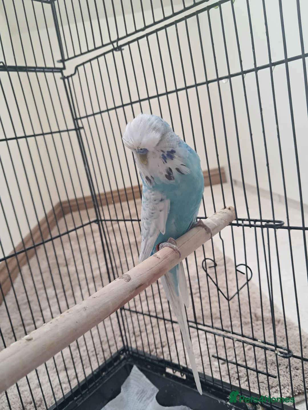 Budgerigars birds for sale: Beautiful Budgie with cage  in Ashbourne - Advert 4