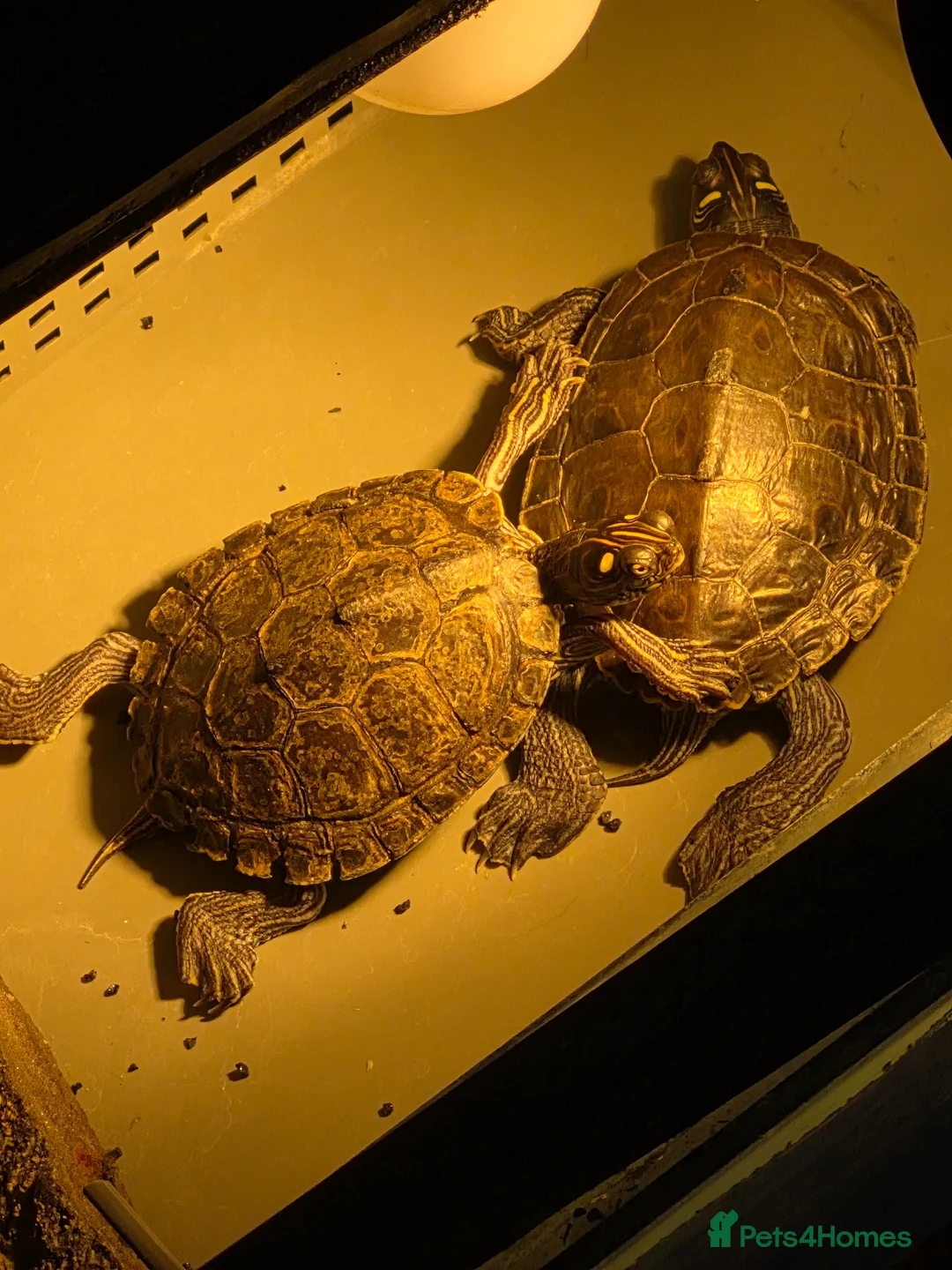 Turtle reptiles for sale: 2 Missisipi Map turtles in London - Advert 2