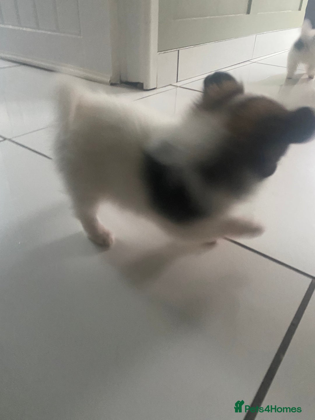 Papillon dogs for sale: Beautiful papillon girls - Advert 6