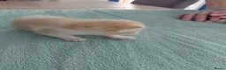 Mixed Breed cats for sale: 3 male and 2 female kittens - Advert 11