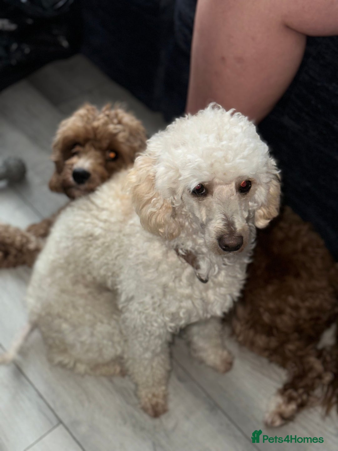 Cavapoo dogs for sale: Amazing quality litter of F1B Cavapoos  - Advert 8