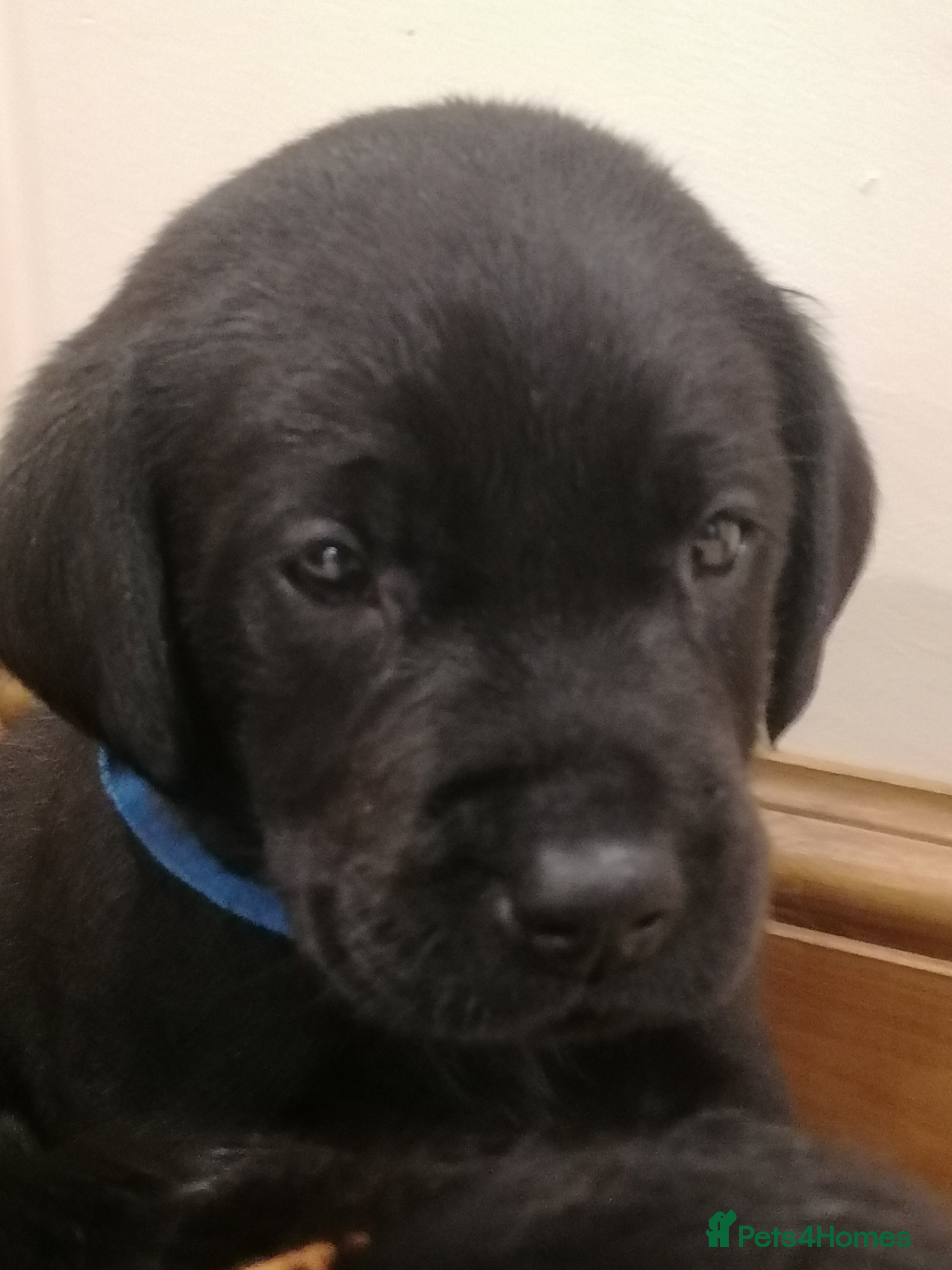 Labrador Retriever dogs KC registered, FtCH bloodline labradors  - Advert 5